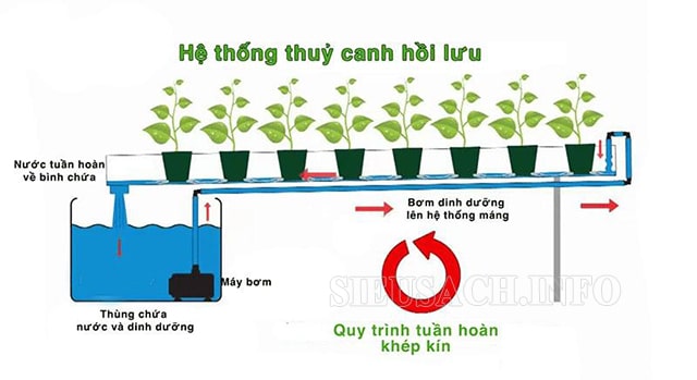 Hệ thống thủy canh hồi lưu