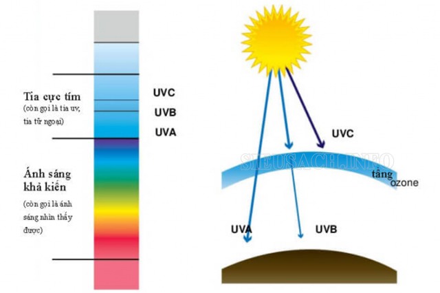 Tia UV