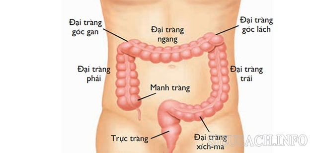 Đại tràng là cơ quan trong hệ tiêu hóa giúp chất thải từ dạng lỏng thành dạng rắn 