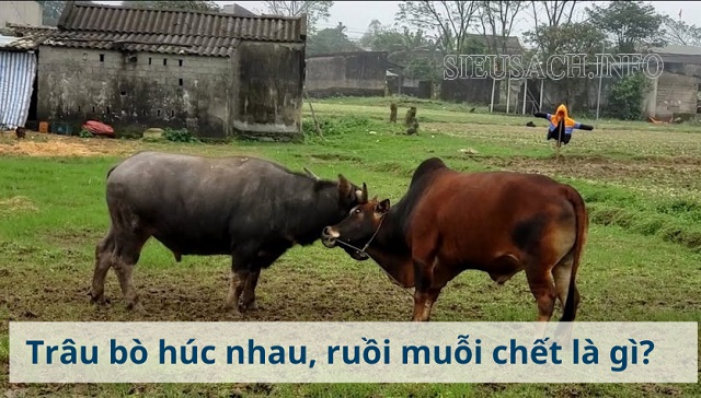 Hình ảnh trâu bò húc nhau, ruồi muỗi chết