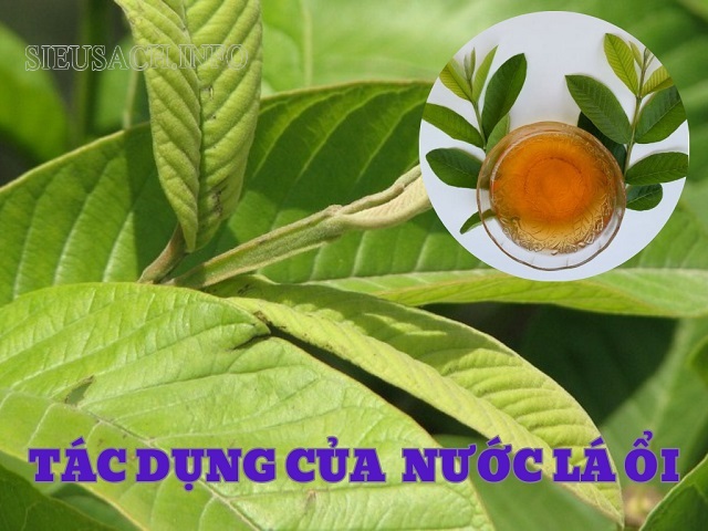 Uống nước lá ổi có nhiều tác dụng cho sức khỏe