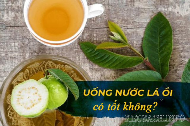 Uống nước lá ổi vừa đủ, không nên quá lạm dụng