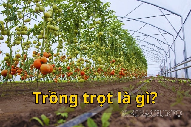 Trồng trọt là ngành sử dụng, phát triển cây trồng