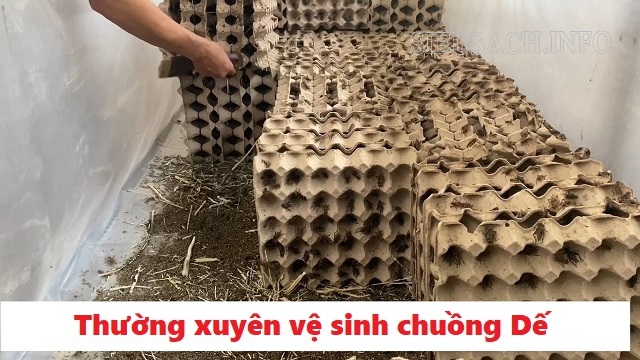 Khi nuôi dế nên chú ý vệ sinh môi trường sống thường xuyên