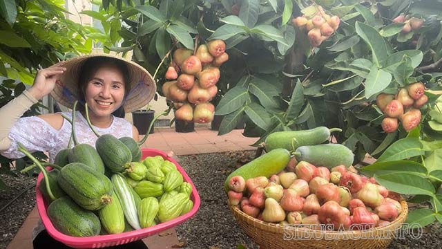 Vườn trái cây Khemara Farm - nơi du khách có thể tự do thăm quan, hái quả