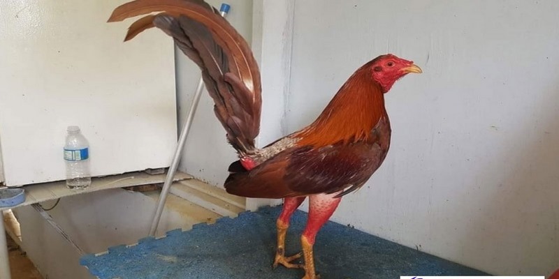 Gà Cuban F1 Là Gì? Đặc Điểm, Cựa, Giá và Các Loại Phổ Biến